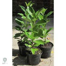 Babérmeggy habitus szoliter kiültetésben