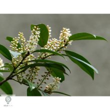 Babérmeggy habitus szoliter kiültetésben