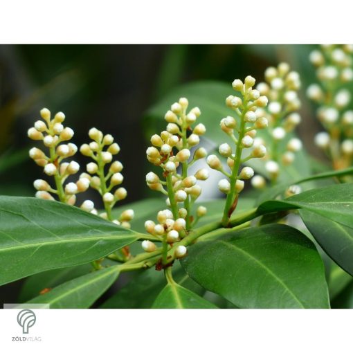 Babérmeggy habitus szoliter kiültetésben