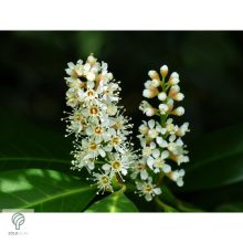 Babérmeggy habitus szoliter kiültetésben