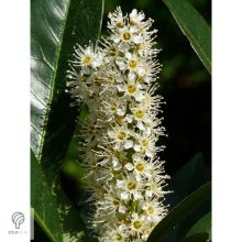 Babérmeggy habitus szoliter kiültetésben