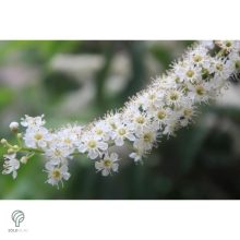 Babérmeggy habitus szoliter kiültetésben