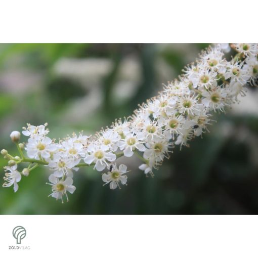 Babérmeggy habitus szoliter kiültetésben