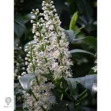 Babérmeggy habitus szoliter kiültetésben