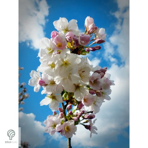 Oszlopos japán díszcseresznye virág, habitus