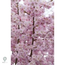 Oszlopos japán díszcseresznye virág, habitus