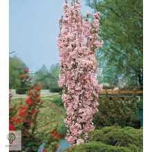 Oszlopos japán díszcseresznye virág, habitus