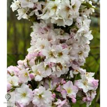 Oszlopos japán díszcseresznye virág, habitus