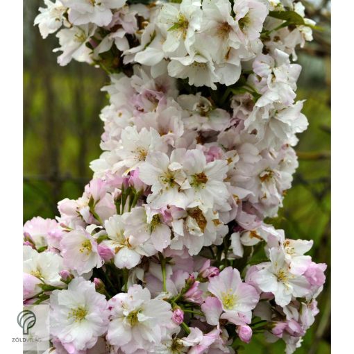 Oszlopos japán díszcseresznye virág, habitus