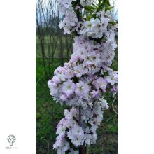 Oszlopos japán díszcseresznye virág, habitus