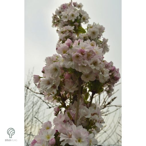 Oszlopos japán díszcseresznye virág, habitus