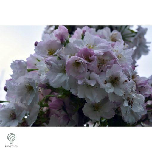 Oszlopos japán díszcseresznye virág, habitus