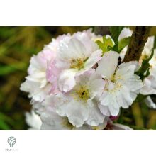 Oszlopos japán díszcseresznye virág, habitus