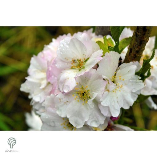 Oszlopos japán díszcseresznye virág, habitus