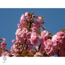 Japán díszcseresznye virágzás