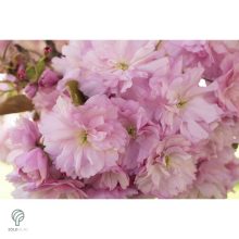 Japán díszcseresznye virágzás