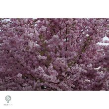 Japán díszcseresznye virágzás