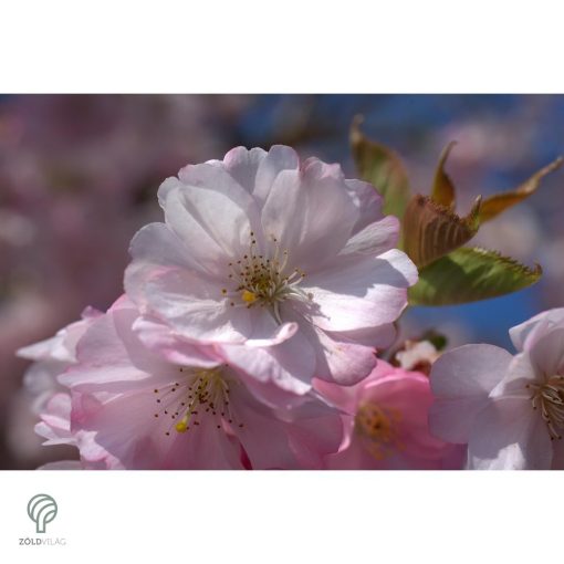 Japán díszcseresznye virágzás