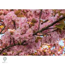 Japán díszcseresznye virágzás