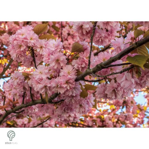 Japán díszcseresznye virágzás