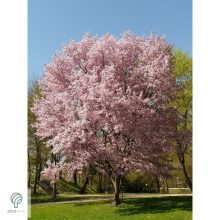 Japán díszcseresznye virágzás