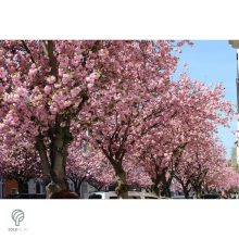 Japán díszcseresznye virágzás