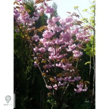 Japán díszcseresznye virágzás