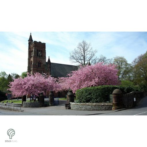 Japán díszcseresznye virágzás