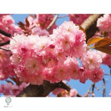 Pink Perfection japán díszcseresznye / Prunus serrulata 'Pink Perfection' - virágzásban lenyűgözően csodálatos