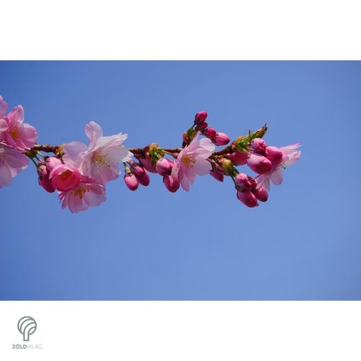 Pink Perfection japán díszcseresznye / Prunus serrulata 'Pink Perfection' - virágzásban lenyűgözően csodálatos