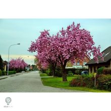 Pink Perfection japán díszcseresznye / Prunus serrulata 'Pink Perfection' - virágzásban lenyűgözően csodálatos