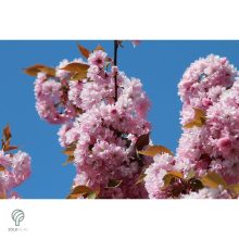 Pink Perfection japán díszcseresznye / Prunus serrulata 'Pink Perfection' - virágzásban lenyűgözően csodálatos