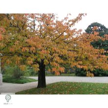 Pink Perfection japán díszcseresznye / Prunus serrulata 'Pink Perfection' - virágzásban lenyűgözően csodálatos