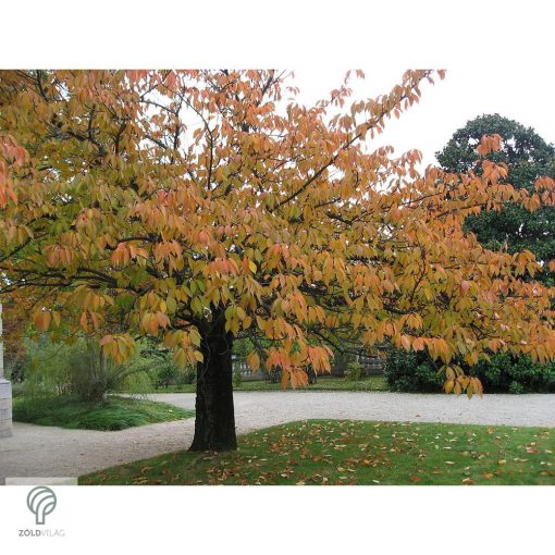 Pink Perfection japán díszcseresznye / Prunus serrulata 'Pink Perfection' - virágzásban lenyűgözően csodálatos