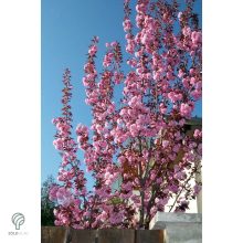 Royal Burgundy japán díszcseresznye virágzásban