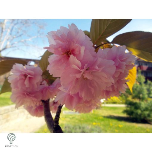 Royal Burgundy japán díszcseresznye virágzásban