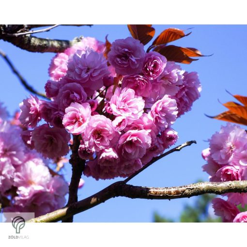 Royal Burgundy japán díszcseresznye virágzásban