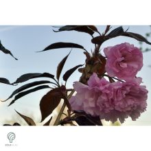 Royal Burgundy japán díszcseresznye virágzásban