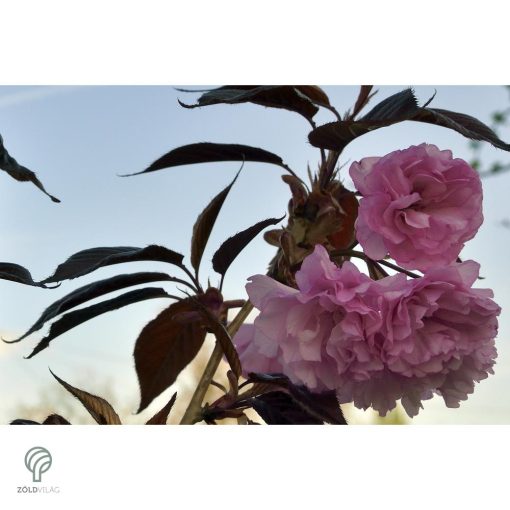 Royal Burgundy japán díszcseresznye virágzásban