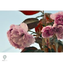 Royal Burgundy japán díszcseresznye virágzásban