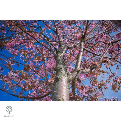 Royal Burgundy japán díszcseresznye virágzásban