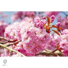 Royal Burgundy japán díszcseresznye virágzásban