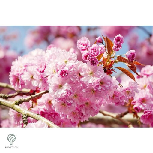 Royal Burgundy japán díszcseresznye virágzásban