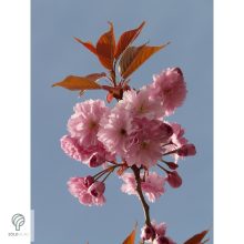 Royal Burgundy japán díszcseresznye virágzásban