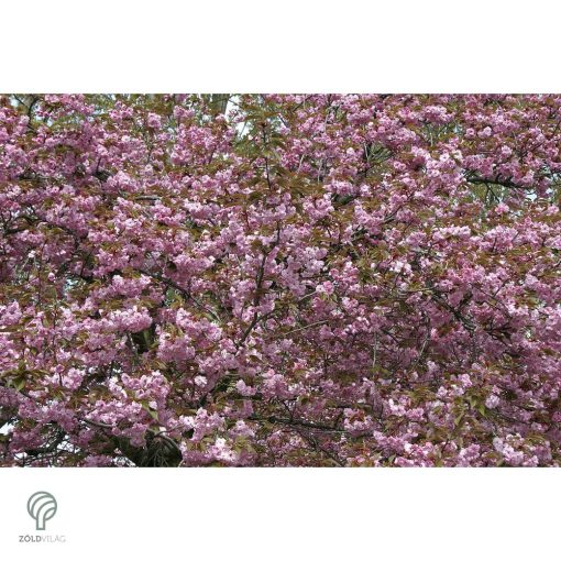 Royal Burgundy japán díszcseresznye virágzásban