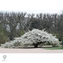 Fehér virágú japán díszcseresznye habitus, virágzásban