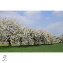 Fehér virágú japán díszcseresznye habitus, virágzásban