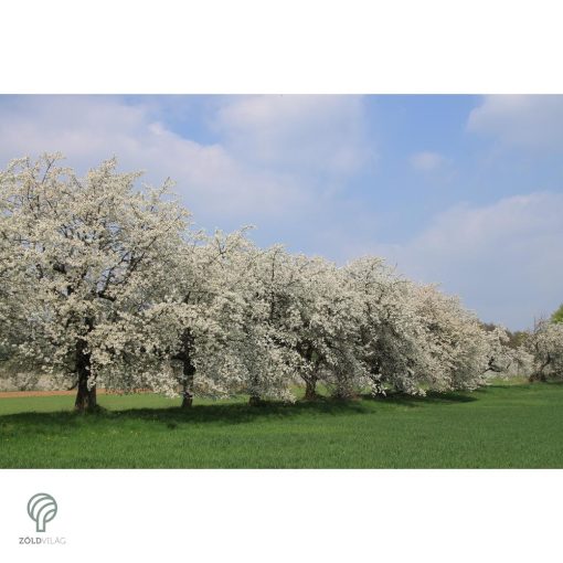 Fehér virágú japán díszcseresznye habitus, virágzásban