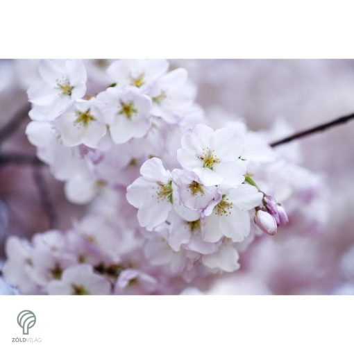 Fehér virágú japán díszcseresznye habitus, virágzásban