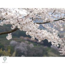 Fehér virágú japán díszcseresznye habitus, virágzásban